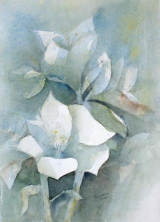 Amaryllis